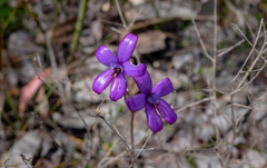 Elythranthera brunonis