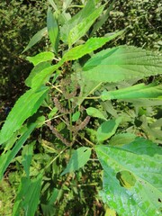 Boehmeria cylindrica