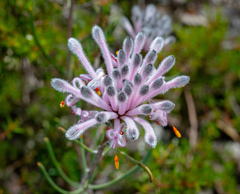 Petrophile linearis