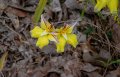 Caladenia flava