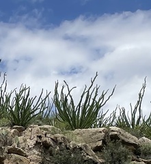 Fouquieria splendens