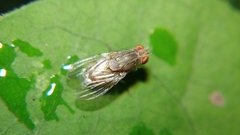 Lauxaniidae