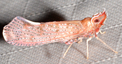 Apache degeeri
