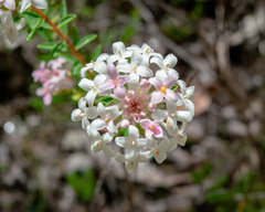 Pimelea