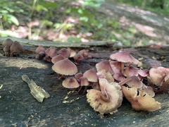 Mycena haematopus