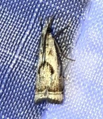 Microcrambus elegans