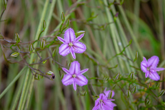 Thysanotus manglesianus