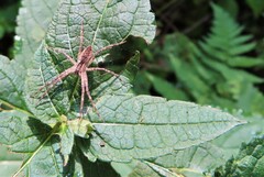 Pisaurina mira