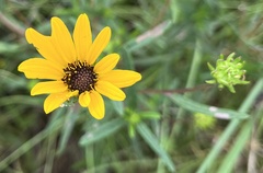 Helianthus angustifolius