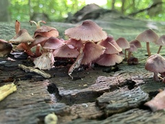 Mycena haematopus