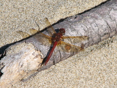 Sympetrum madidum