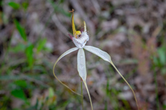 Caladenia longicauda