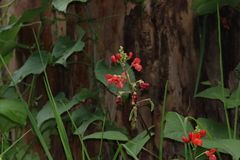 Phaseolus coccineus