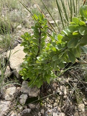 Fouquieria splendens