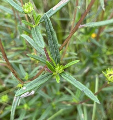 Helianthus angustifolius