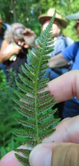 Athyrium angustum