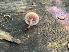 Mycena haematopus