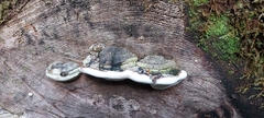 Fomitopsis ochracea