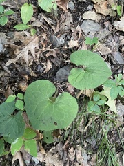 Asarum canadense
