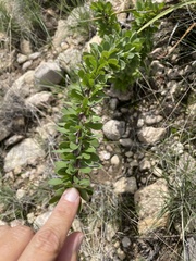 Fouquieria splendens