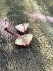Mycena haematopus