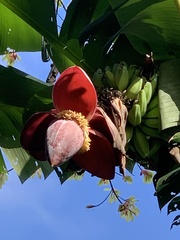 Musa balbisiana