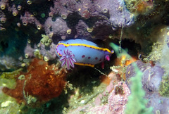 Hypselodoris bennetti