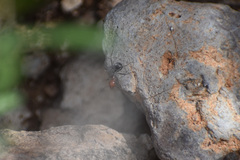 Endiodioctes