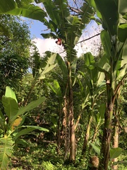 Musa balbisiana
