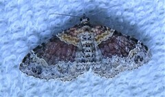 Xanthorhoe ferrugata