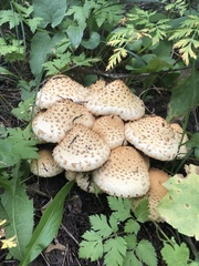 Pholiota