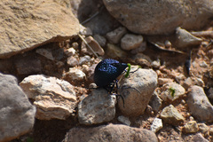 Cysteodemus wislizeni