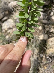 Fouquieria splendens