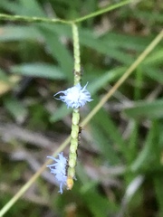 Cryptolaemus montrouzieri