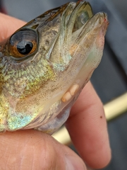 Perca flavescens