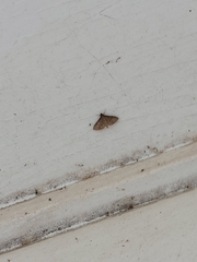 Herpetogramma phaeopteralis