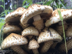Pholiota