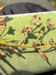 Schoenoplectus tabernaemontani