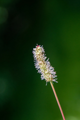 Sanguisorba stipulata