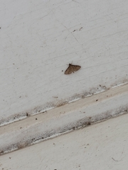 Herpetogramma phaeopteralis