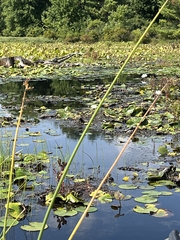 Schoenoplectus tabernaemontani