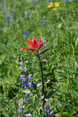 Castilleja elmeri