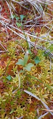 Lysimachia europaea