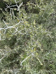 Sarcomphalus obtusifolius