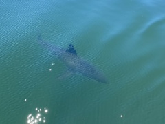 Carcharodon carcharias