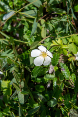 Anemone parviflora