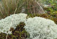 Cladonia rangiferina