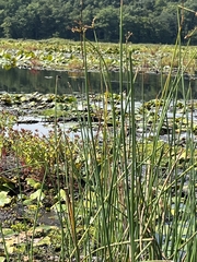 Schoenoplectus tabernaemontani