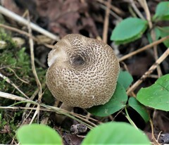 Lentinus tigrinus