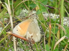 Coenonympha california